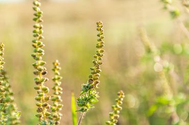 Ragweed/Ambrosia - Blüte